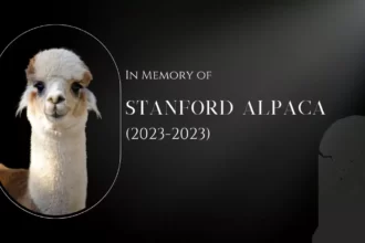 Stanford alpaca rip